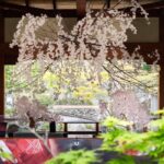 外交20周年のモナコで披露された「縁桜」　日本文化とサステナブル表現が響き合う空間演出