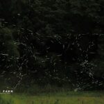 蛍が舞う水辺を未来へ　農園リゾート「THE FARM」がゴミゼロ運動を発表