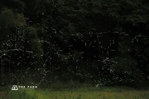 蛍が舞う水辺を未来へ 農園リゾート「THE FARM」がゴミゼロ運動を発表