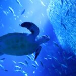 ウミガメの漂着10年で78件　アクアワールド・大洗が展示で伝える身近な海の変化と保護活動