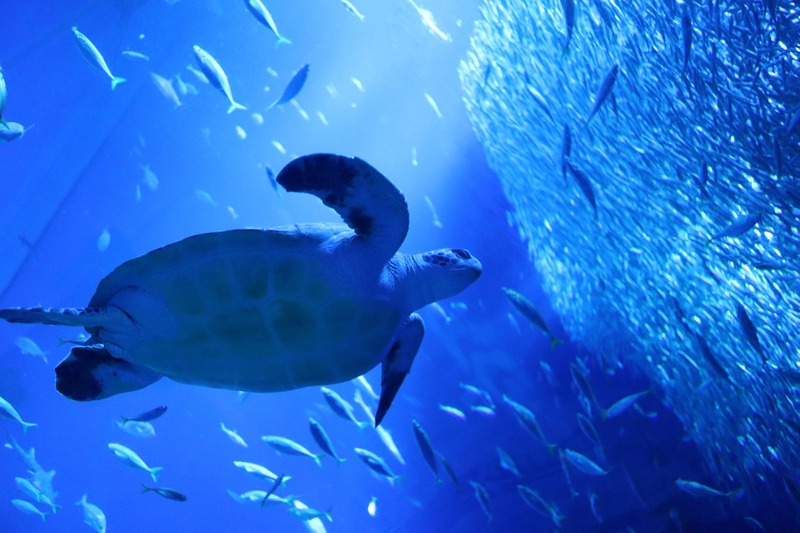 ウミガメの漂着10年で78件　アクアワールド・大洗が展示で伝える身近な海の変化と保護活動