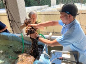 高校生ら13人が挑んだアマモ種子回収、6万2,780粒から始まる江田島の里海再生