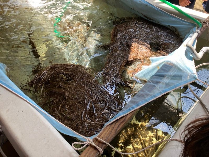 水槽の底に集まったアマモの種子