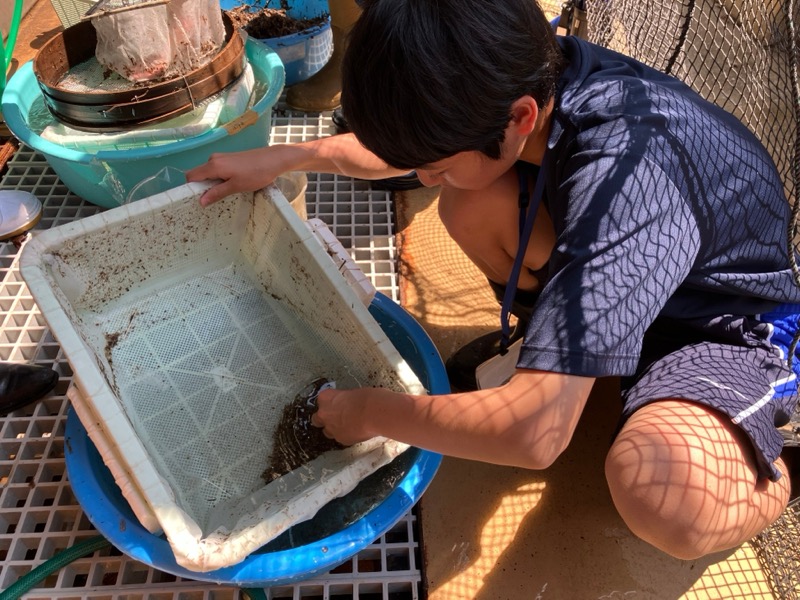 アマモの種子だけを回収する作業の様子