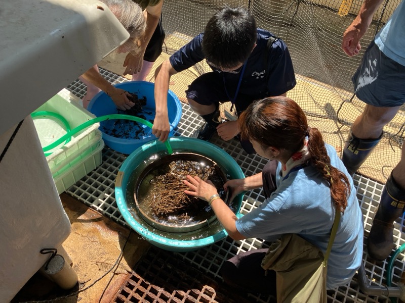 アマモの種子回収作業に参加する大柿高校の生徒