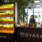 街に点在する小さな植物工場を「苗」でつなぐ　OYASAIの実証事業が農水省事業に採択
